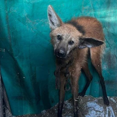 La policía rescató un ejemplar de aguará guazú