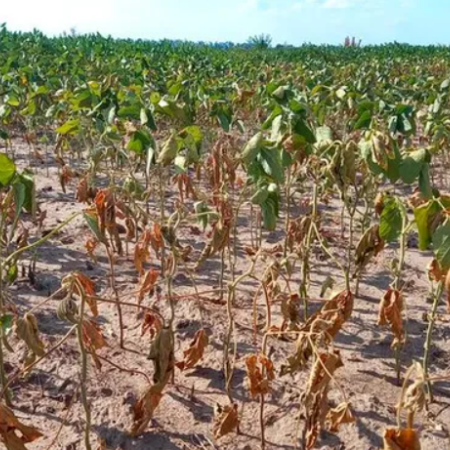 La falta de agua en la región núcleo complica los rindes de la soja de primera