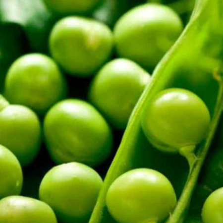 En el Día Mundial de las Legumbres el INTA destaca el valor de este cultivo