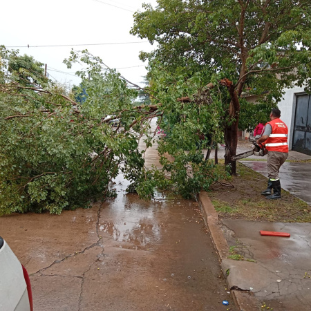 La tormenta dejó árboles y postes caídos en varios sectores de la ciudad