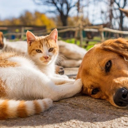 Jornada de castraciones y vacunación antirrábica en el Paseo Pedro Spina