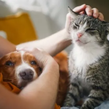 Jornada de castraciones y vacunación antirrábica en el Barrio Doña Pepa