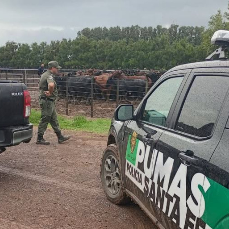 Hallaron en un feed lot de Chabás 161 vacunos robados en Santa Teresa