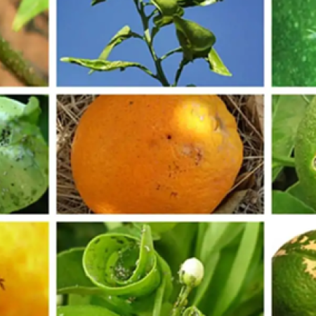 Remedios caseros para mantener alejadas las plagas del jardin