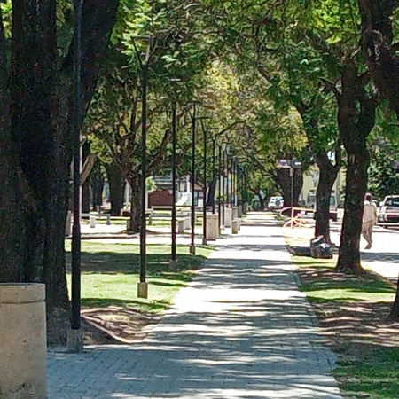 Plantar para el Futuro: Arroyo Seco compró árboles para los espacios públicos