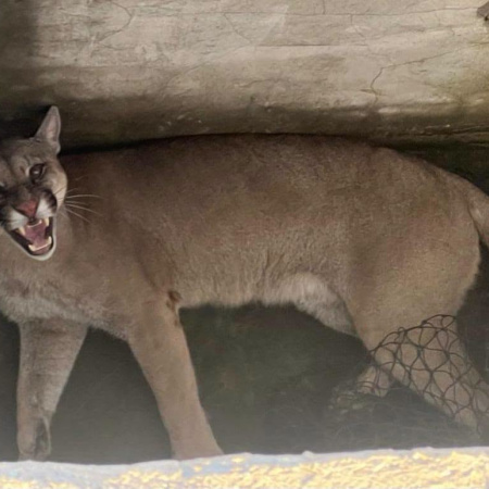 Rescataron y liberaron un puma que había ingresado a un domicilio