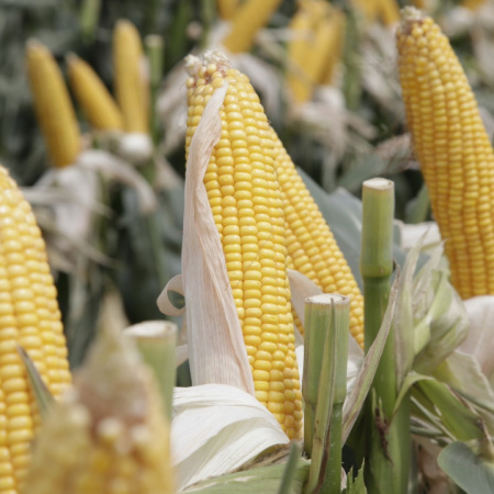 La producción de granos alcanzó una cosecha récord