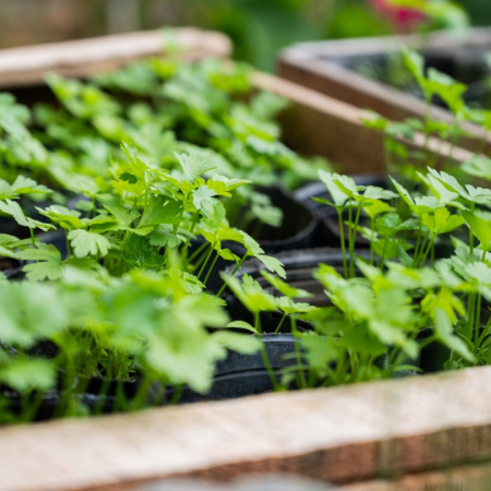 EL INTA presentó un Manual de Horticultura