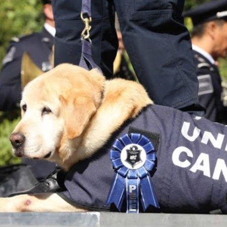 Día Nacional del Perro: Por qué se celebra hoy