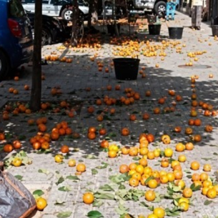 Las naranjas amargas de San Pedro despiertan interés  por su potencial uso farmacéutico