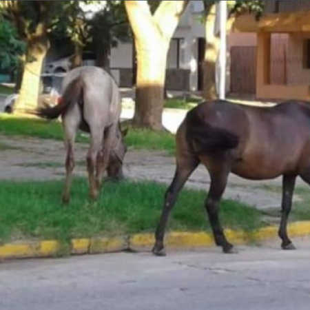 El Concejo demora la compra de un carro para trasladar los animales sueltos