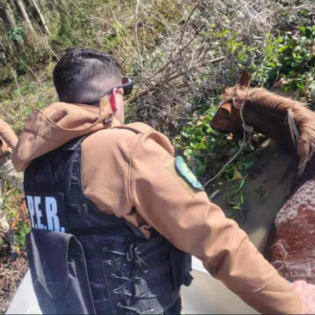 Rescataron a una yegua preñada que intentaba cruzar el arroyo Pavón