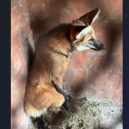 Un aguará guazú apareció en las calles de Puerto San Martín