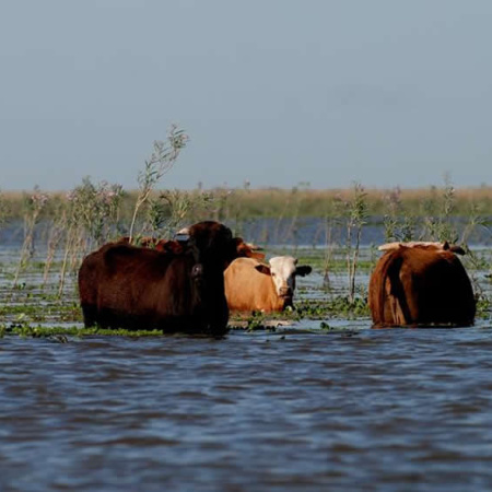 Pronostican que en Santa Fe la crecida del Paraná podría darse a mediados de agosto