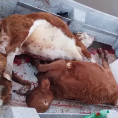 Un puestero enfrentó a tres cuatreros que llevaban terneros faenados
