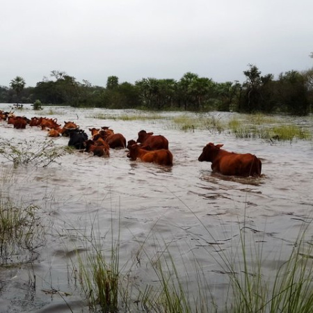 Tenes un campo, camiones o forraje disponible? Hacé tu oferta