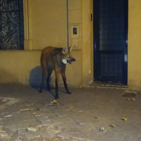 ¿Qué hacer ante un encuentro con animales silvestres?