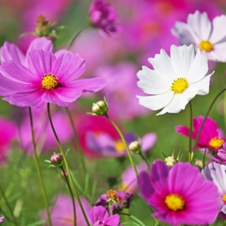 Las 7 plantas para sembrar en septiembre y tener flores multicolores en el verano