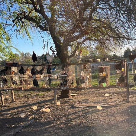 Rescataron más de 50 aves de riña en Rosario
