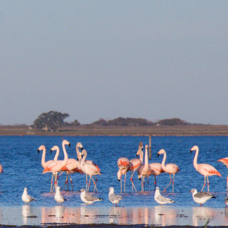 Flamencos en las lagunas de Santa Fe: un espectáculo natural único
