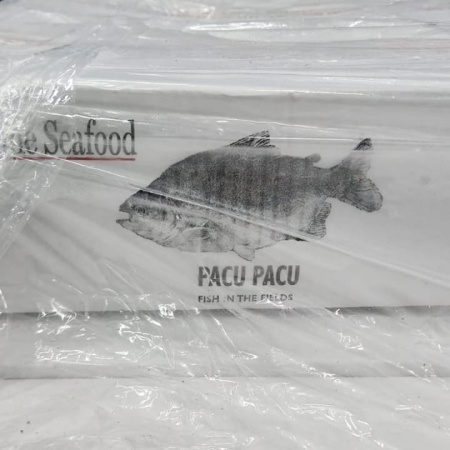 Argentina continúa exportando pacú chaqueño hacia los Estados Unidos