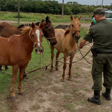 La Municipalidad refuerza los controles por animales sueltos