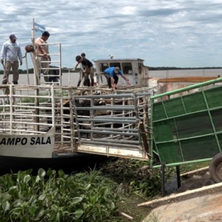 Ya se evacuó más del 70 % de la hacienda en islas