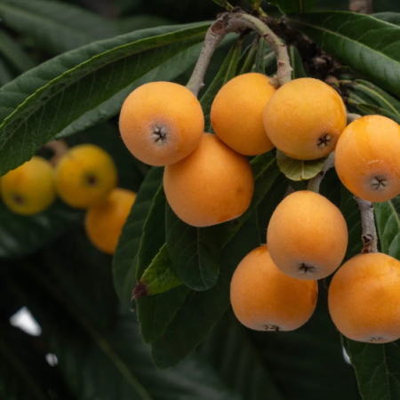 Nísperos: Una fruta deliciosa que puede comerse fresca o preparada en mil recetas